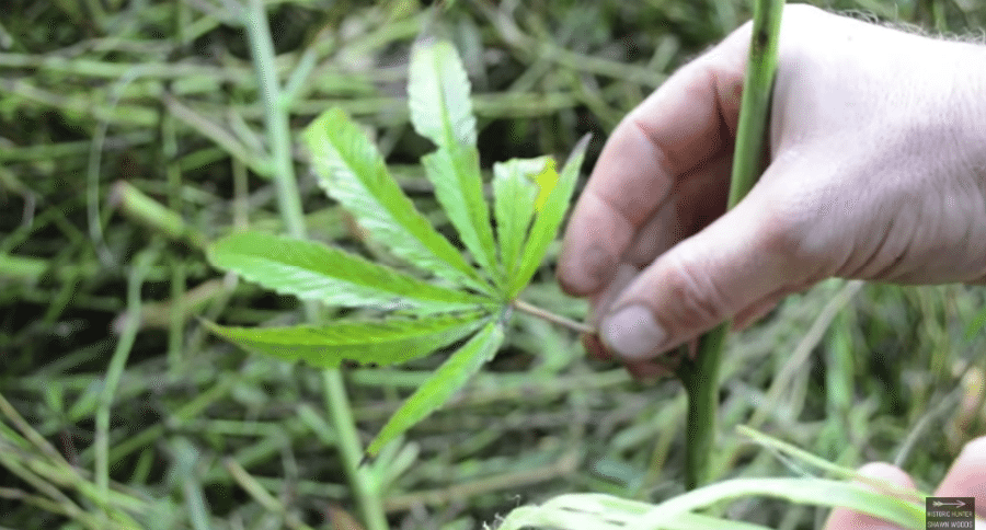 cannabis bowstring