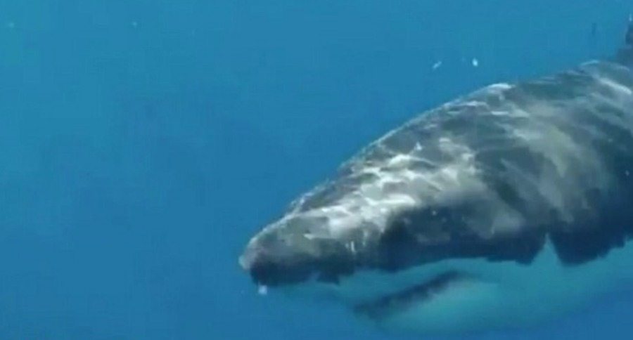 great white