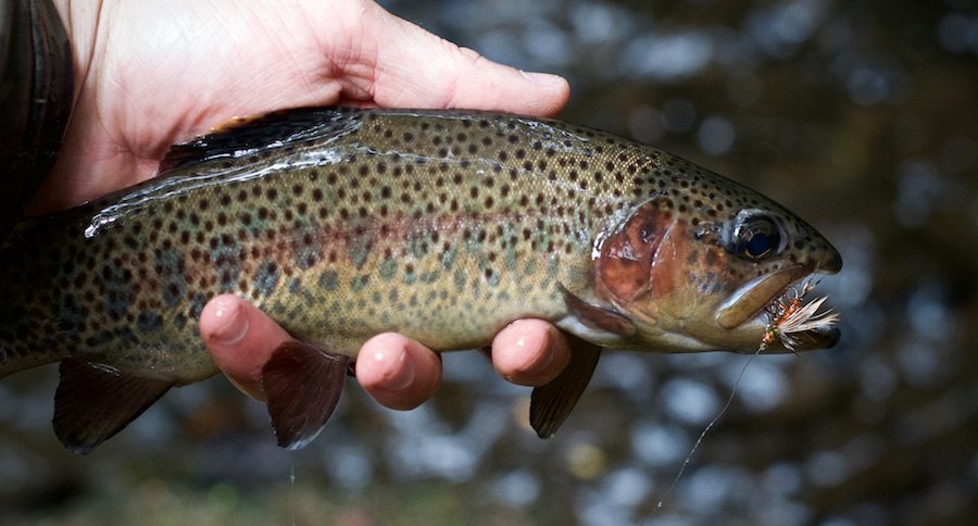 costa rican rainbow trout