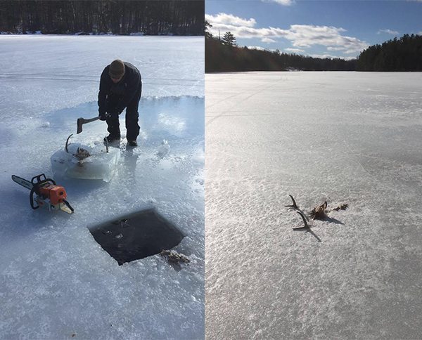 frozen buck frozen fox