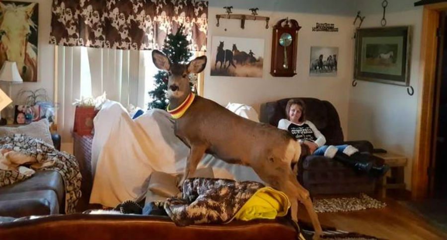 pet deer