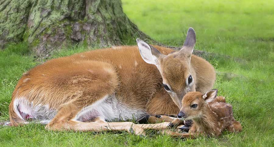 deer sterilization