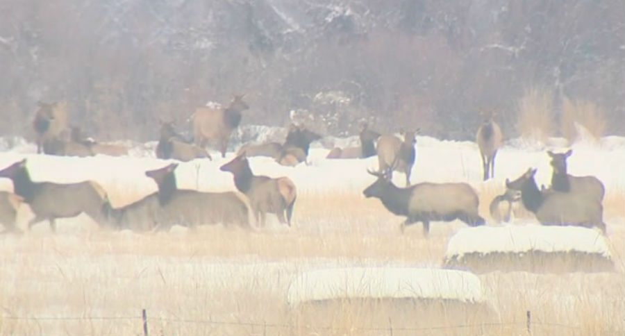 herds