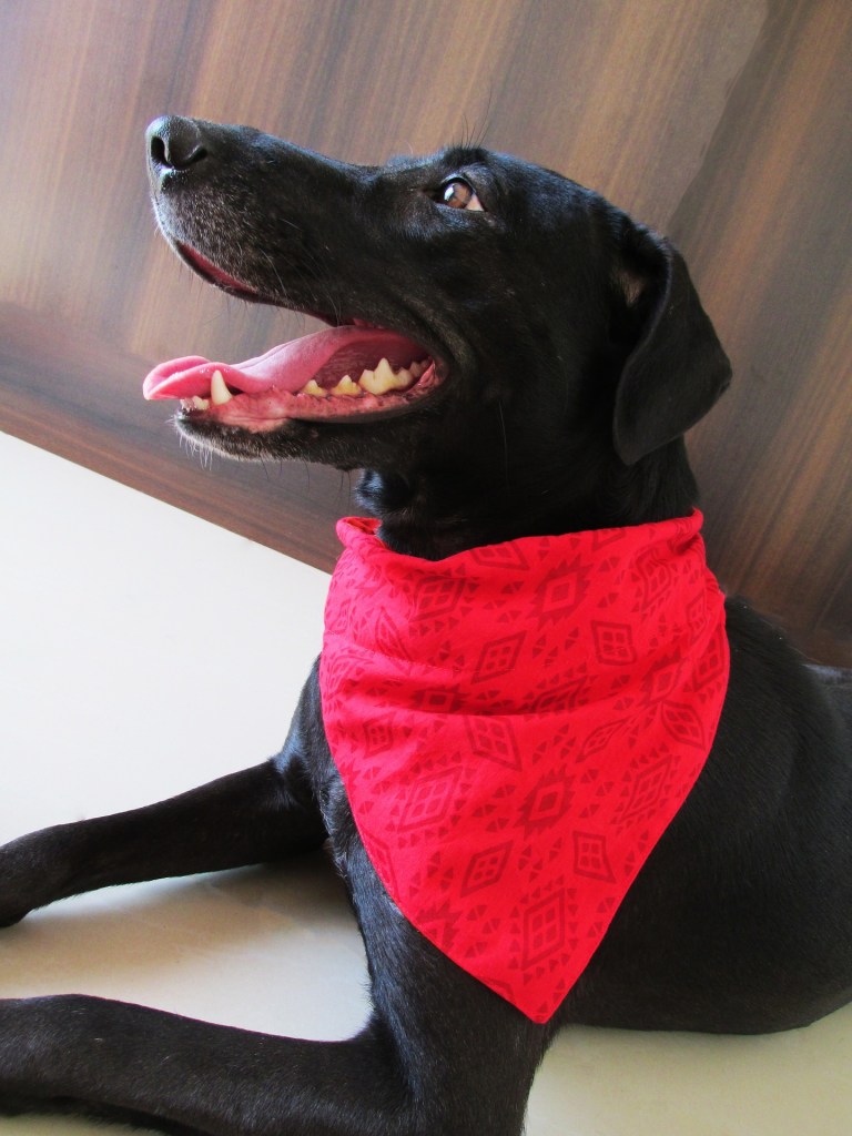 black lab wearing bandana 