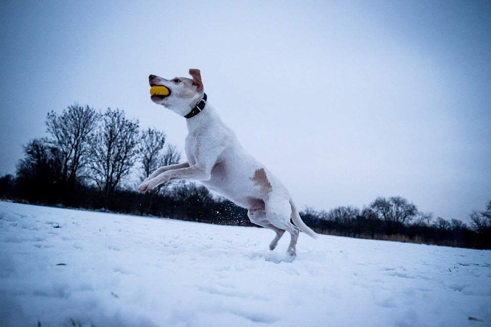 Dog Playing With Ball