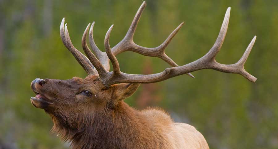 elk-feature