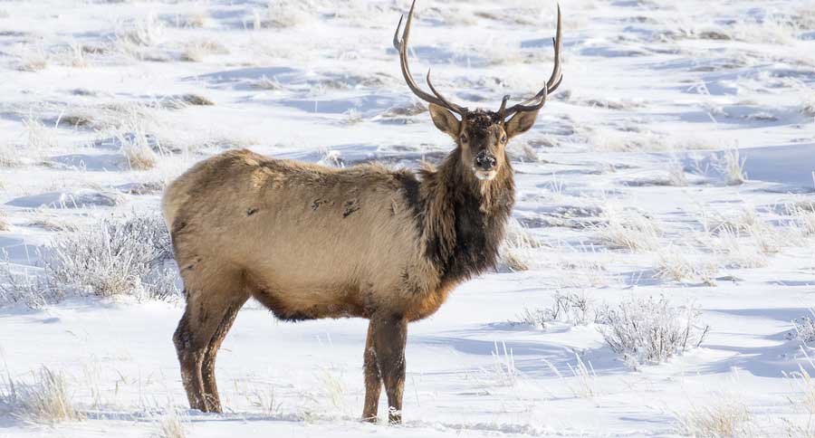elk-in-snow-feature