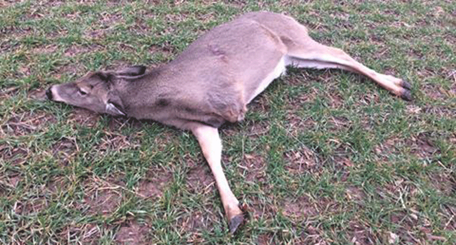 3-legged doe
