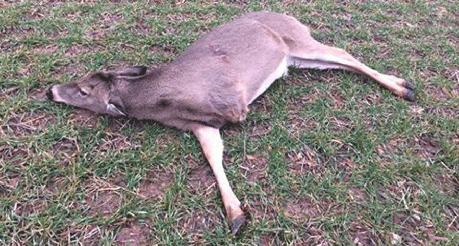 3-legged doe