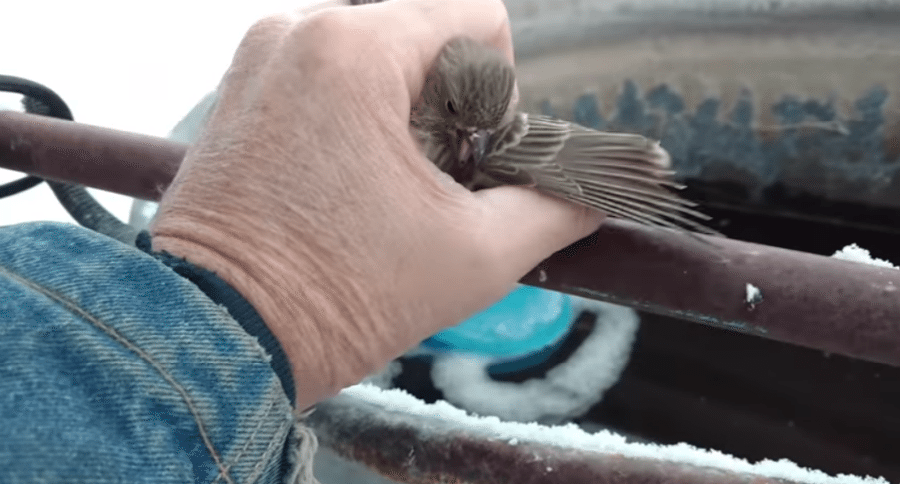 finch