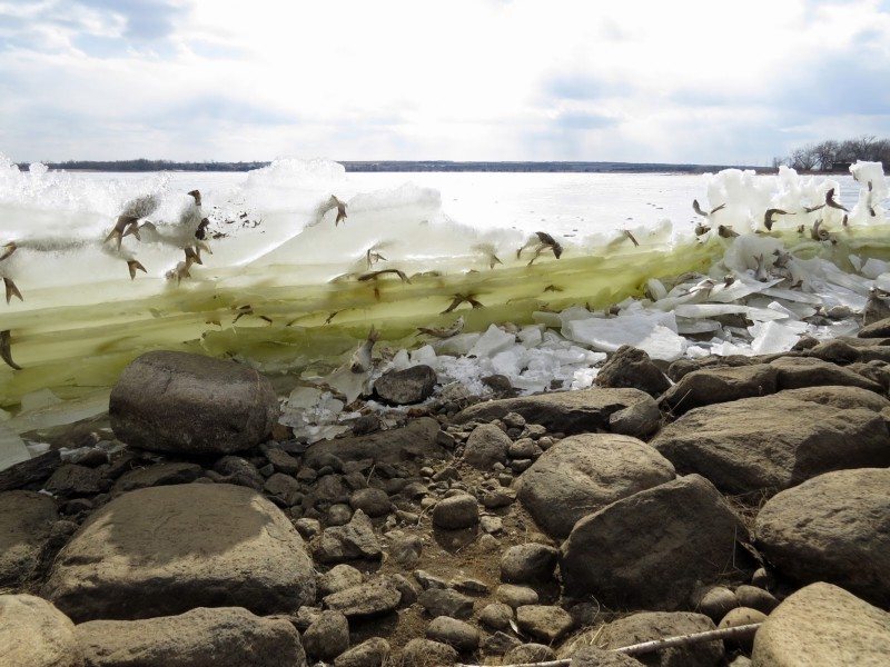 frozen fish