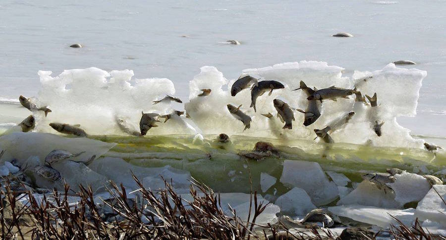 frozen fish