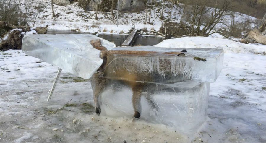 frozen fox