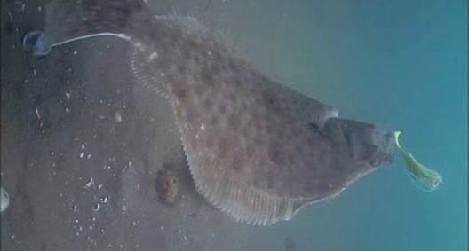 Watch These Flounder React to a Gulp! Soft Bait in Some Awesome ...