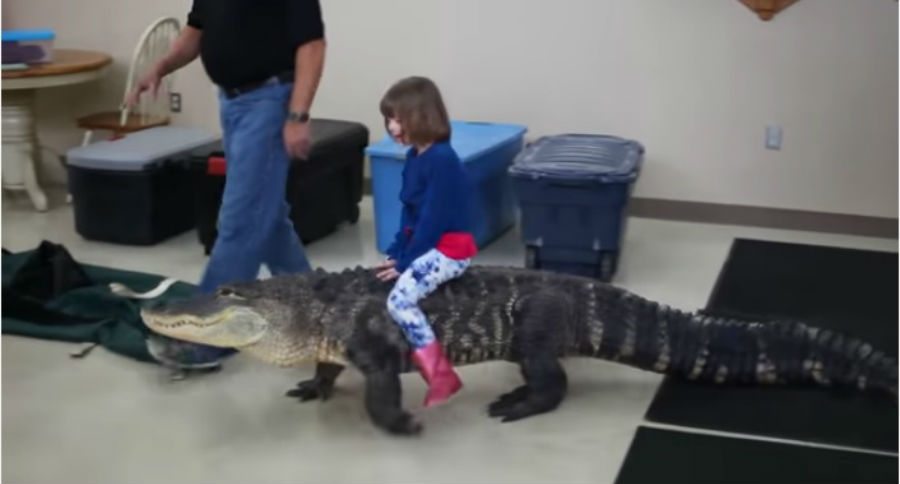 alligator