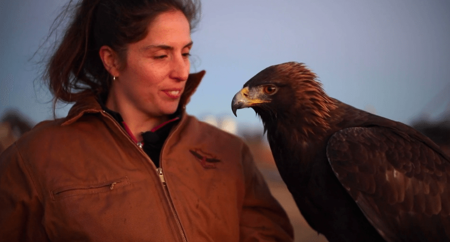 golden eagle