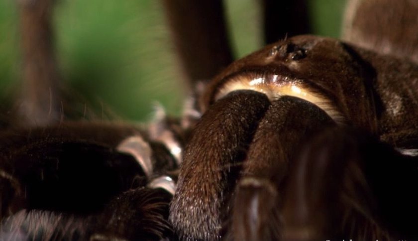 goliath birdeating tarantula