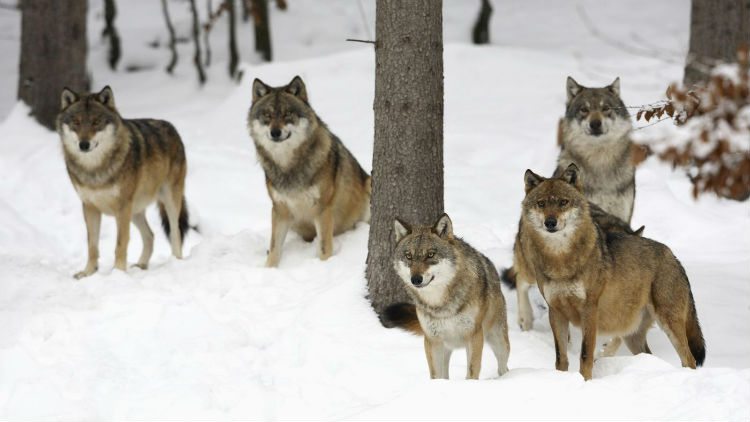 delist wolves