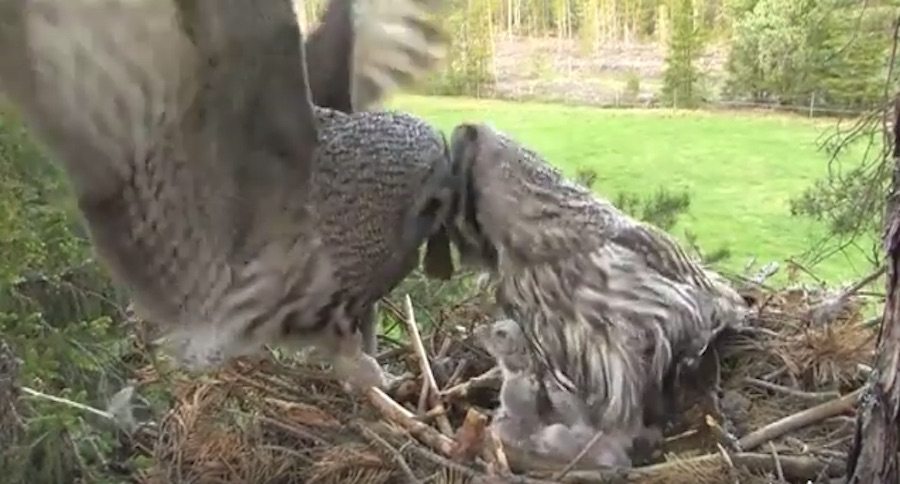 great gray owl