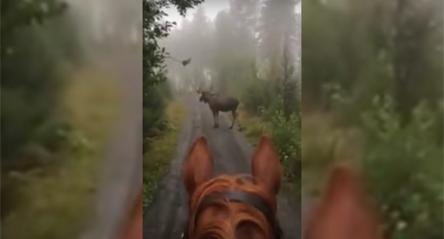 When You Find a Moose During Your Trail Ride, Things Get Interesting