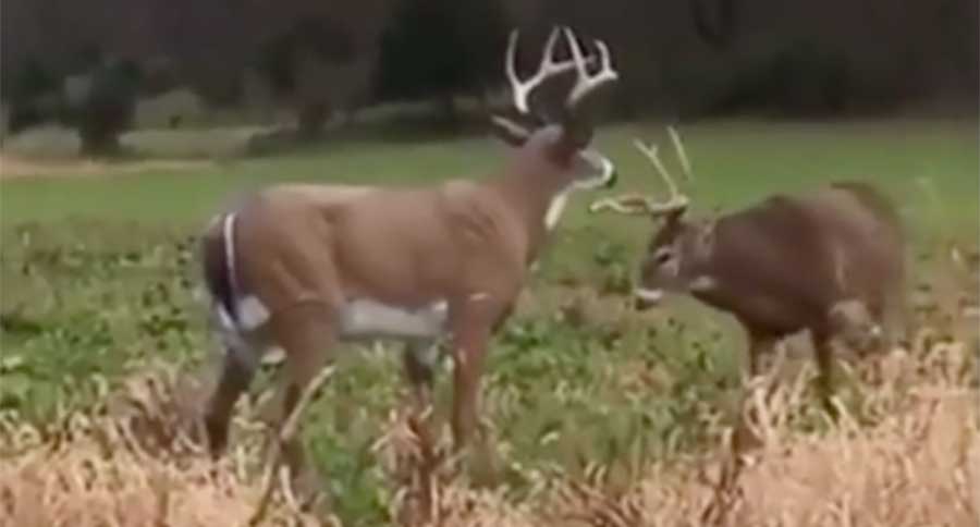 iowa buck