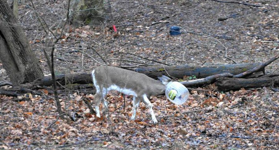 'Jughead' deer