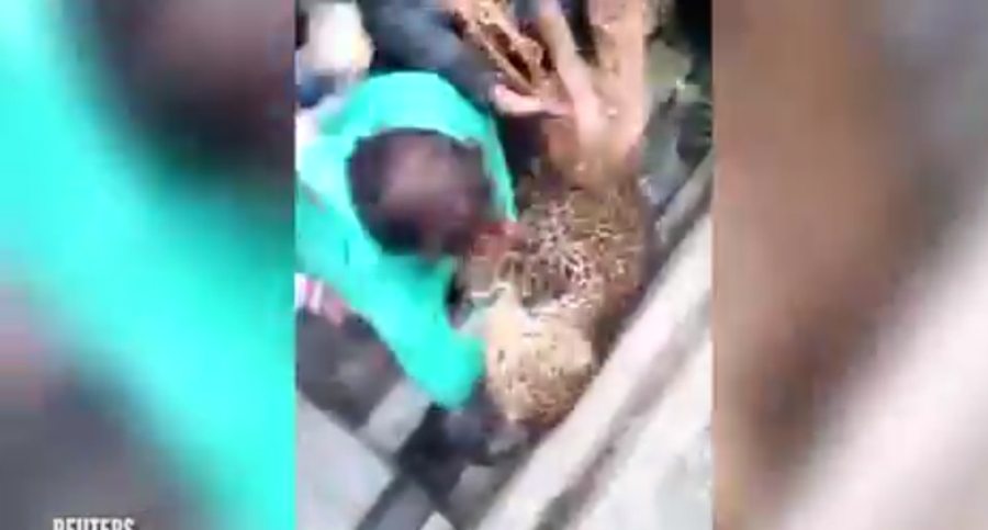 wild leopard injures 20 people