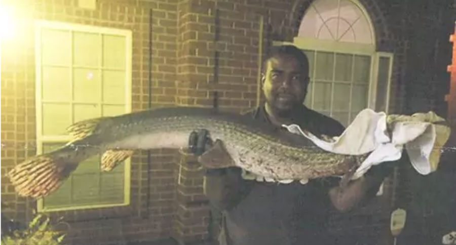 longnose gar