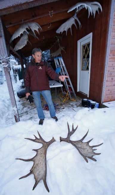 moose antlers
