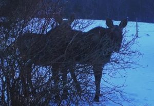 Moose that Novak had seen frequently near his house.