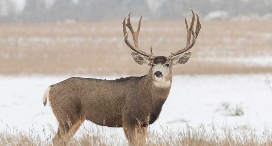 mule deer buck in snow