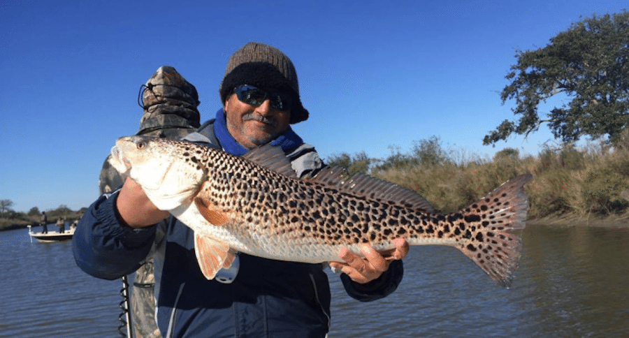 leopard redfish
