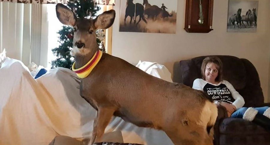 deer