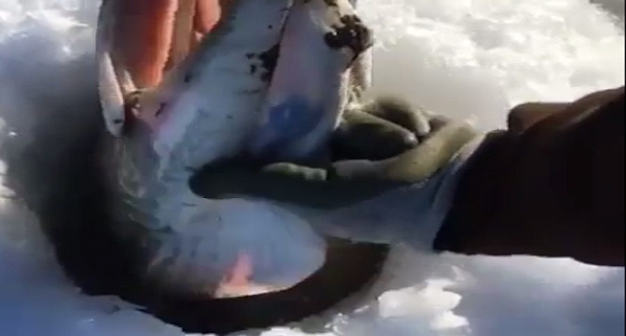 northern pike