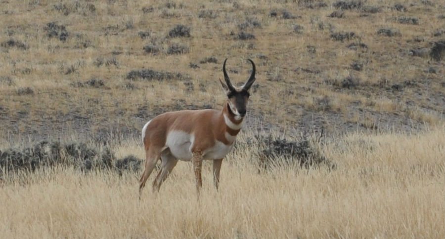 pronghorn