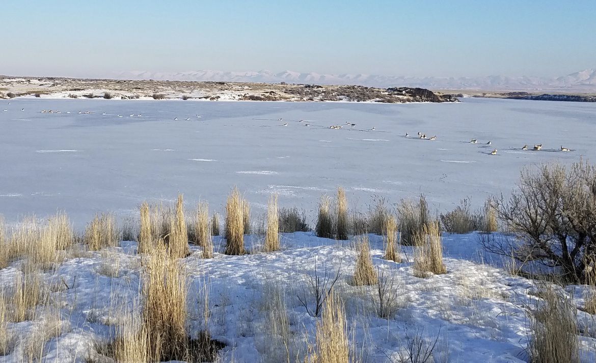 pronghorn