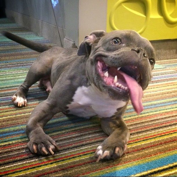 pit bull with dwarfism