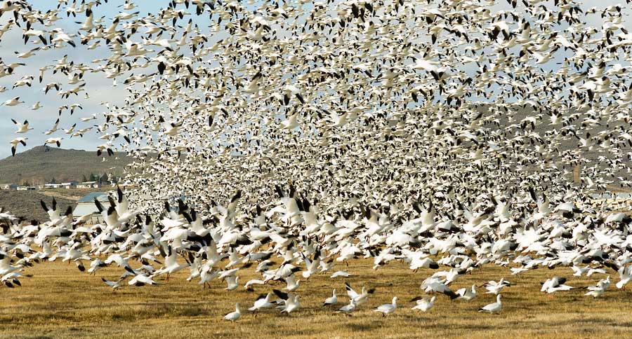sow geese