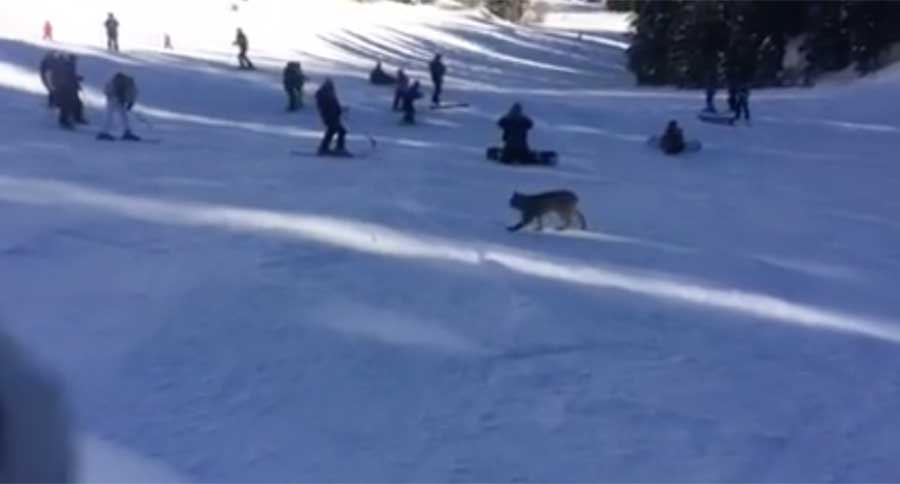 strolling lynx colorado ski slope