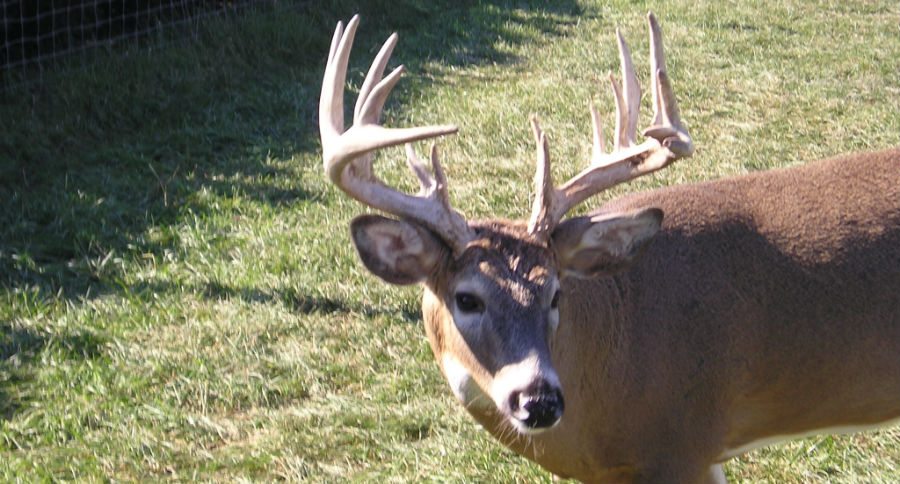 cwd