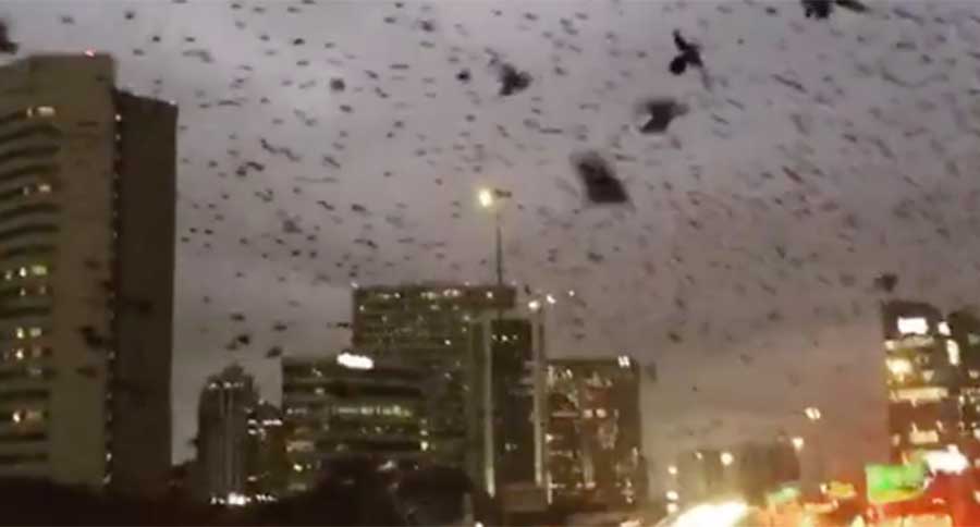 the birds houston