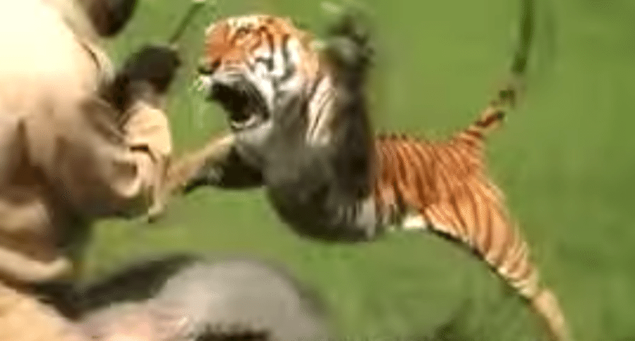 tiger attack