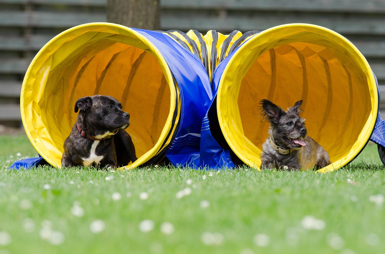 two-dogs-in-the-tunnel-750598_1280