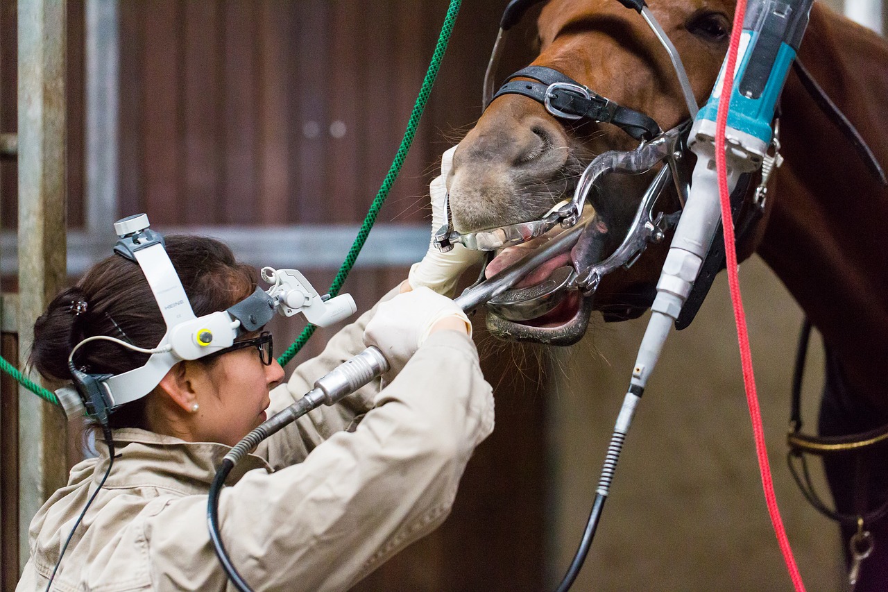 veterinarian-1701214_1280