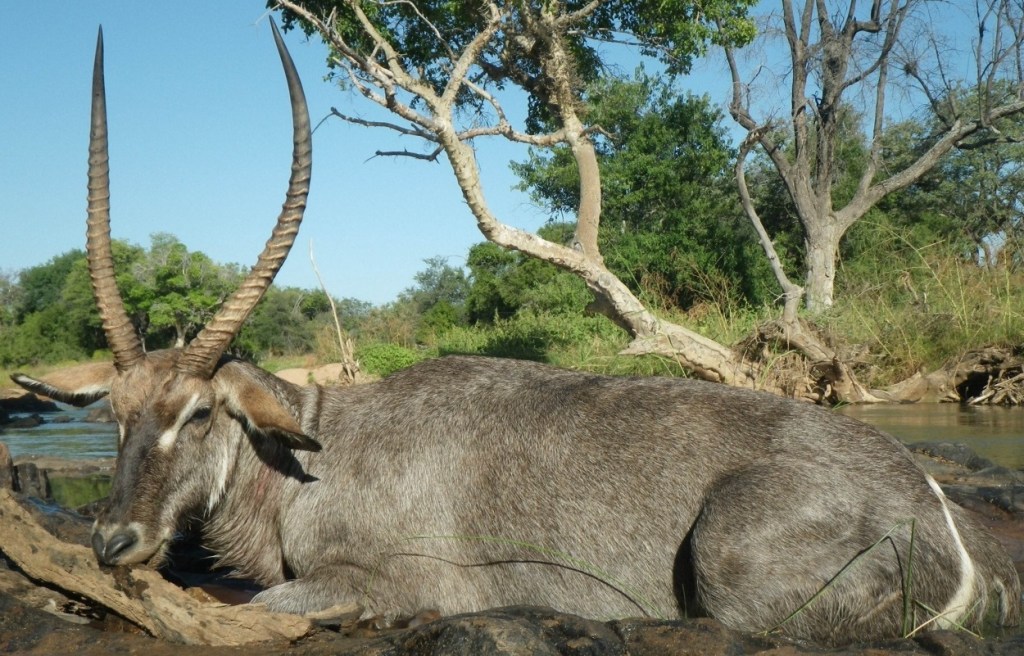 How To Choose An African Hunting Outfitter waterbuck