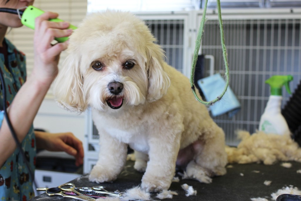 small white dog being groomed