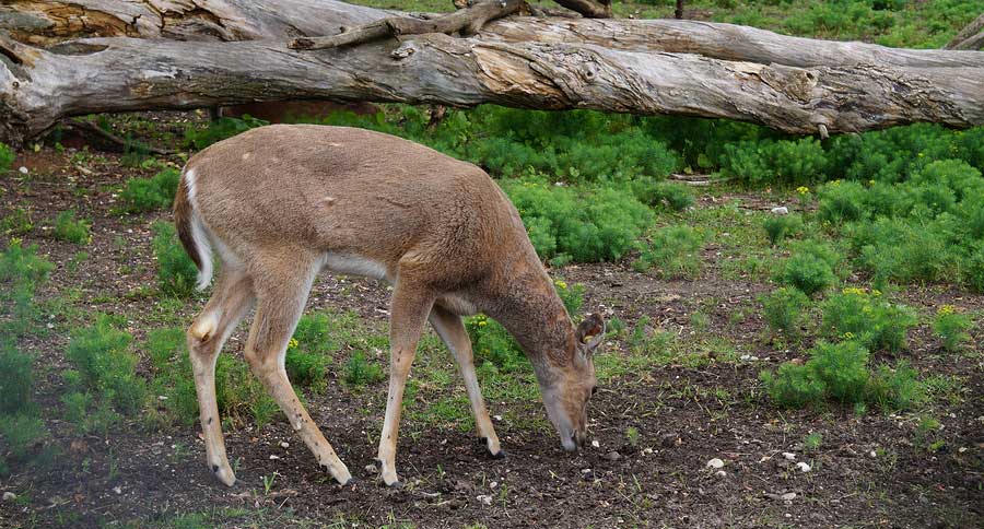 whitetail deer