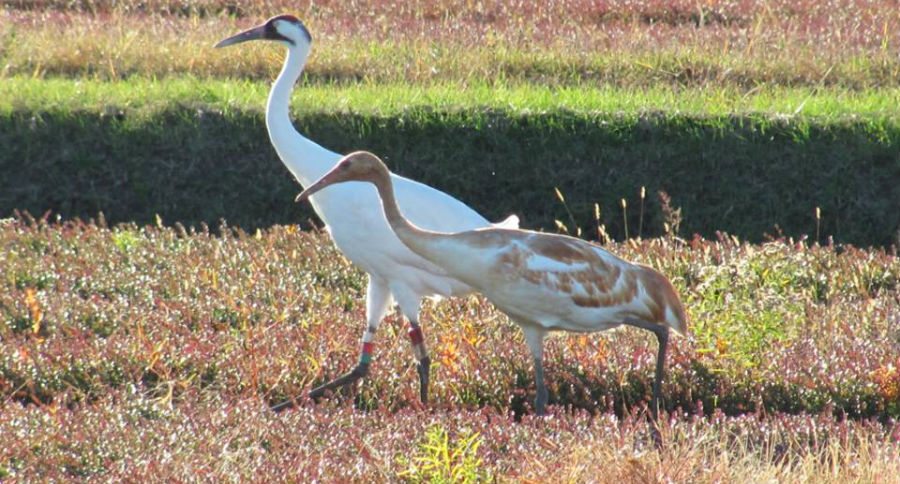 whooping crane