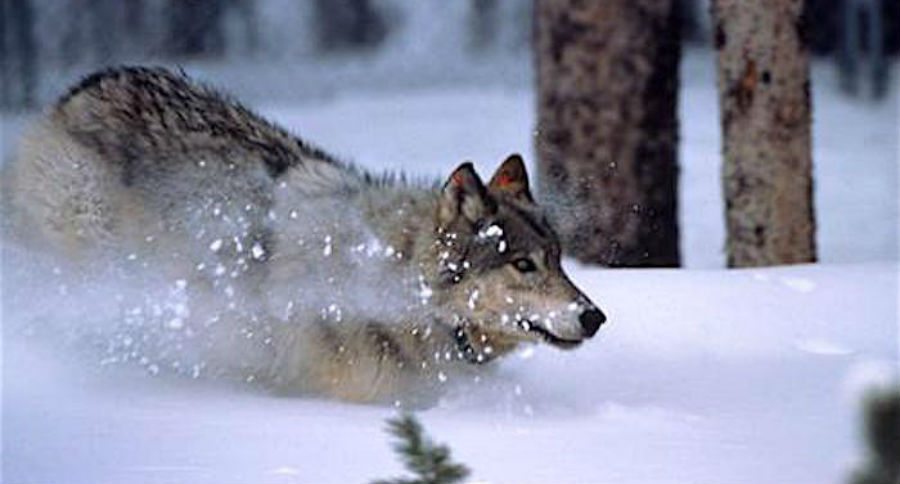 delist wolves