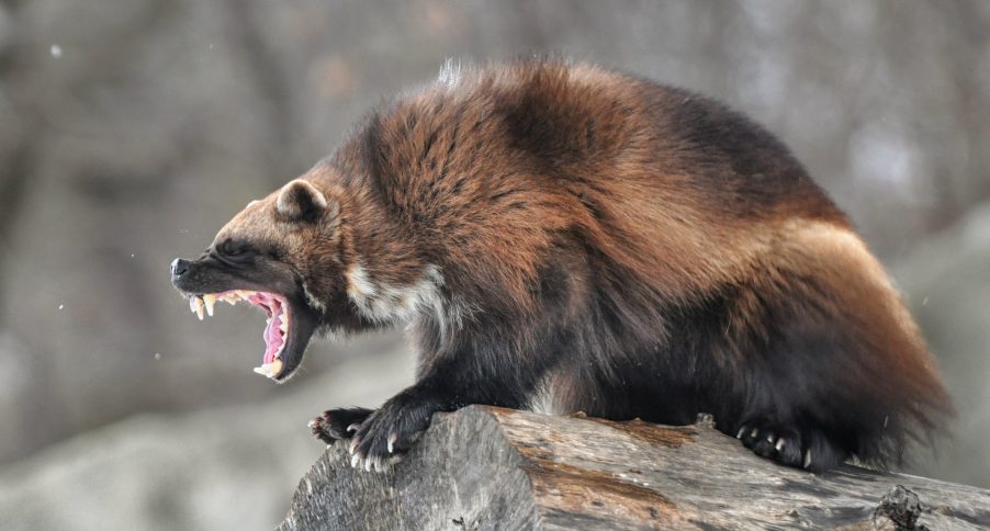 wolverine captured